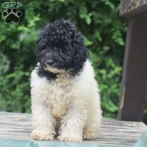 Gunner, Toy Poodle Puppy