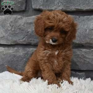Angie, Cavapoo Puppy