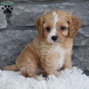 Teddy, Cavapoo Puppy