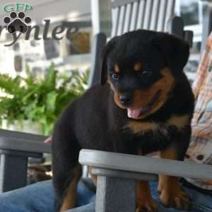 Brynlee, Rottweiler Puppy