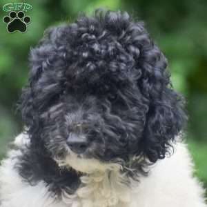 Gunner, Toy Poodle Puppy
