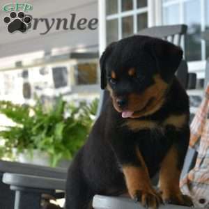 Brynlee, Rottweiler Puppy