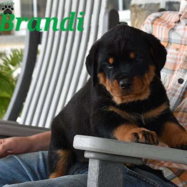 Brandi, Rottweiler Puppy