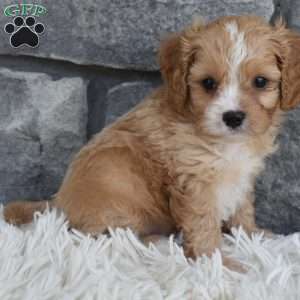 Teddy, Cavapoo Puppy