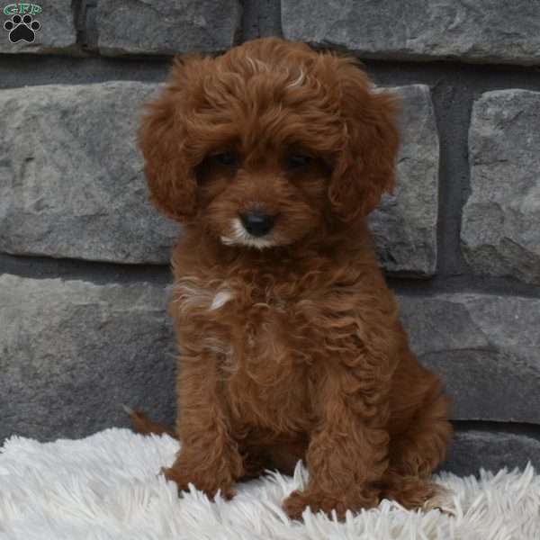 Angie, Cavapoo Puppy