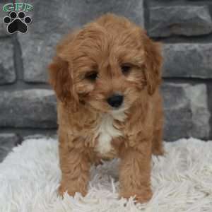 Milo, Cavapoo Puppy
