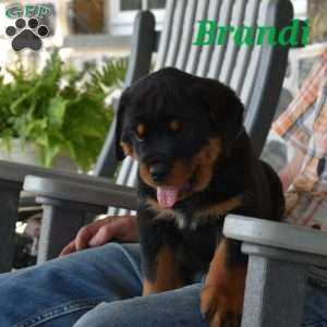 Brandi, Rottweiler Puppy
