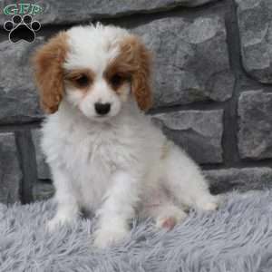 Abby, Cavapoo Puppy