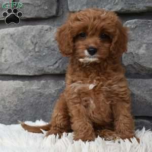 Angie, Cavapoo Puppy