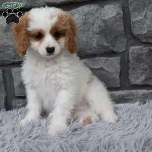 Abby, Cavapoo Puppy