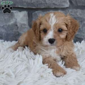 Teddy, Cavapoo Puppy