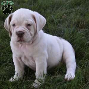 Turbo, Beabull Puppy