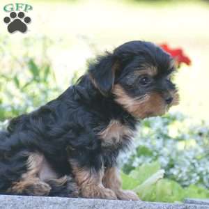 Fritz, Yorkie Puppy