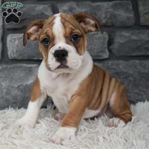 Daisy, Beabull Puppy