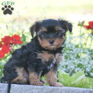 Fritz, Yorkie Puppy