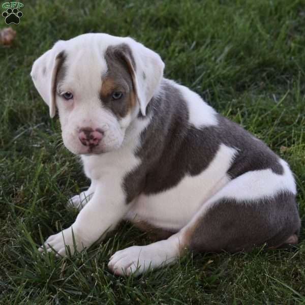 Tank, Beabull Puppy