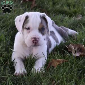 Tank, Beabull Puppy