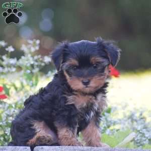 Fritz, Yorkie Puppy