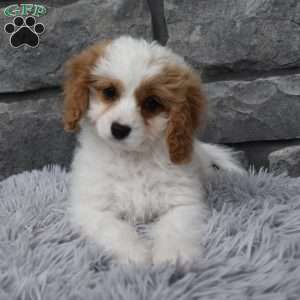 Abby, Cavapoo Puppy