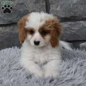 Abby, Cavapoo Puppy
