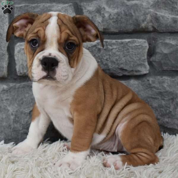 Daisy, Beabull Puppy