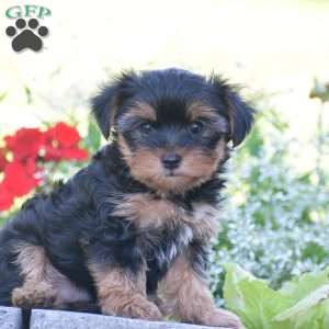 Fritz, Yorkie Puppy