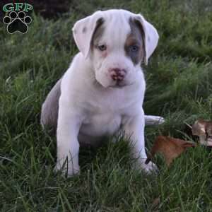 Tank, Beabull Puppy