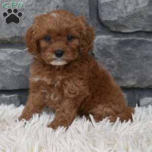 Angie, Cavapoo Puppy