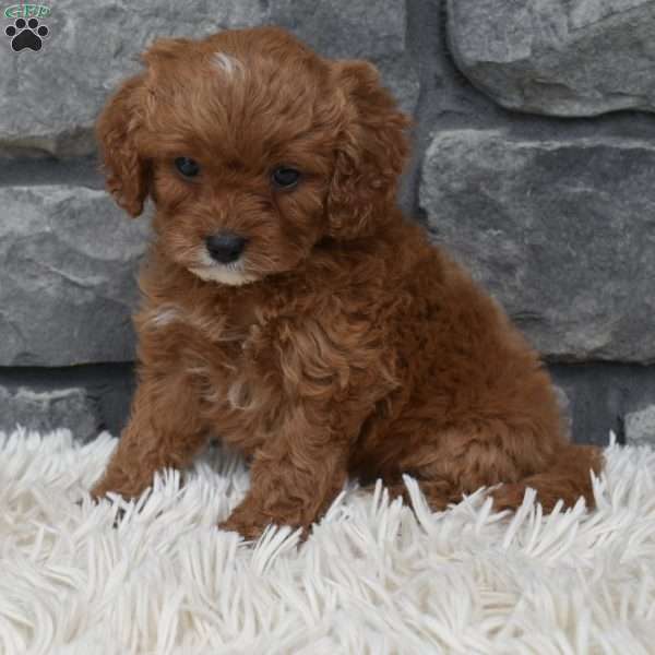 Angie, Cavapoo Puppy