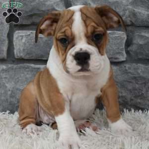 Daisy, Beabull Puppy