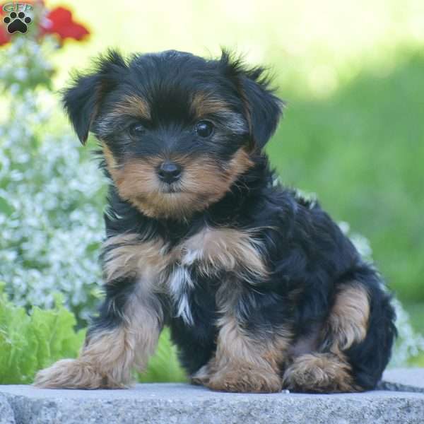Fritz, Yorkie Puppy