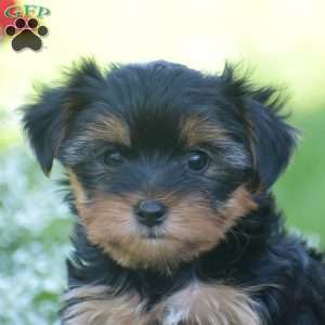 Fritz, Yorkie Puppy