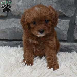 Angie, Cavapoo Puppy