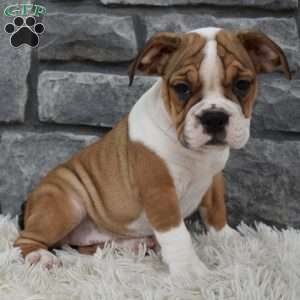 Daisy, Beabull Puppy