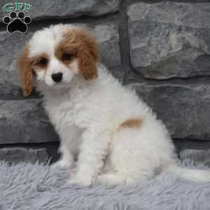 Abby, Cavapoo Puppy