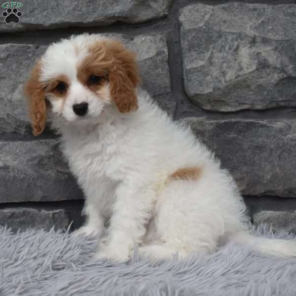 Abby, Cavapoo Puppy