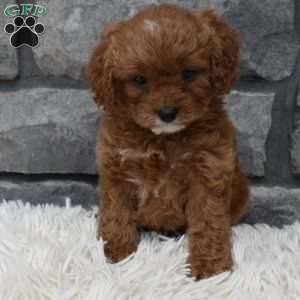 Angie, Cavapoo Puppy