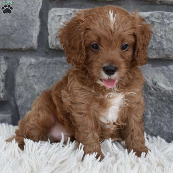 Toby, Cavapoo Puppy