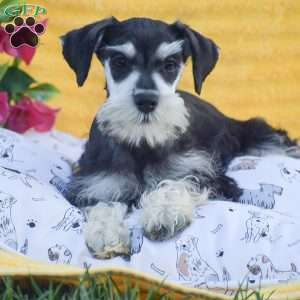 Verna, Miniature Schnauzer Puppy