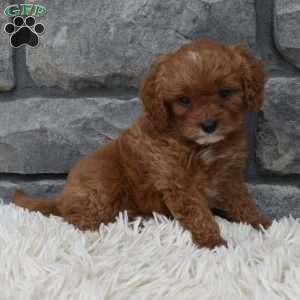 Angie, Cavapoo Puppy