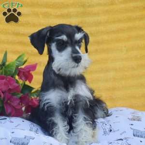 Verna, Miniature Schnauzer Puppy