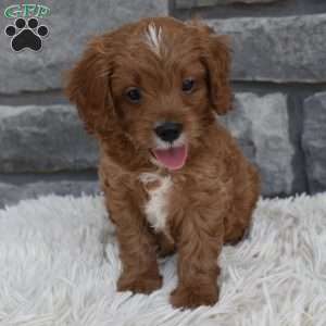Toby, Cavapoo Puppy
