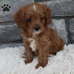 Toby, Cavapoo Puppy