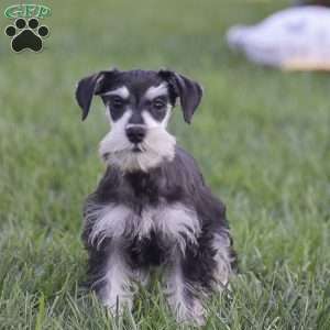 Verna, Miniature Schnauzer Puppy