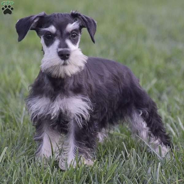 Verna, Miniature Schnauzer Puppy