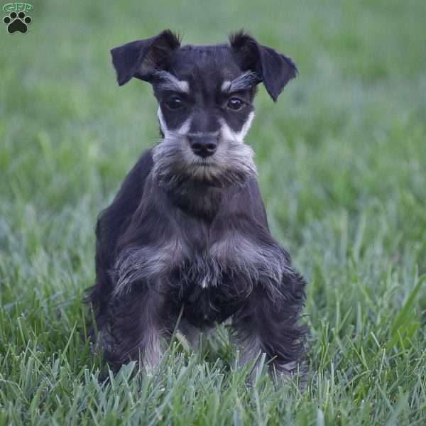 Victoria, Miniature Schnauzer Puppy