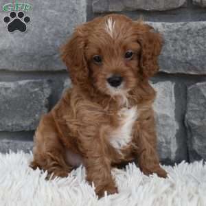 Toby, Cavapoo Puppy