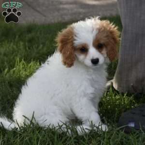 Abby, Cavapoo Puppy
