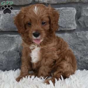 Toby, Cavapoo Puppy