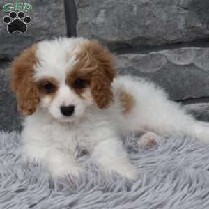 Abby, Cavapoo Puppy